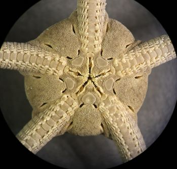 Media type: image; Invertebrate Zoology OPH-5694
